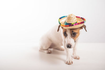 Portrait of dog wearing hat against white background