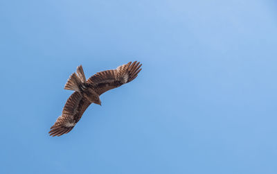 Low angle view of eagle flying in sky