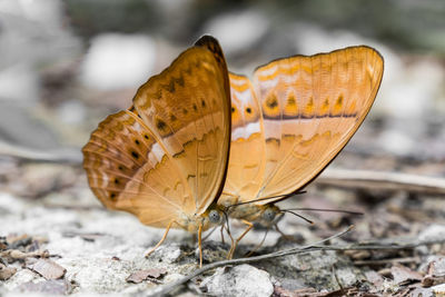 Close-up of butterfly on leaf