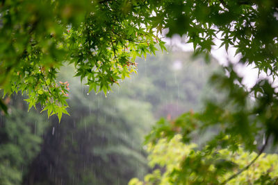 Close-up of wet leaves on tree during rainy season