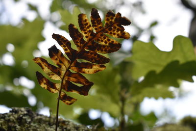 Close-up of leaves on plant against sky