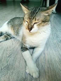 High angle view of cat resting at home