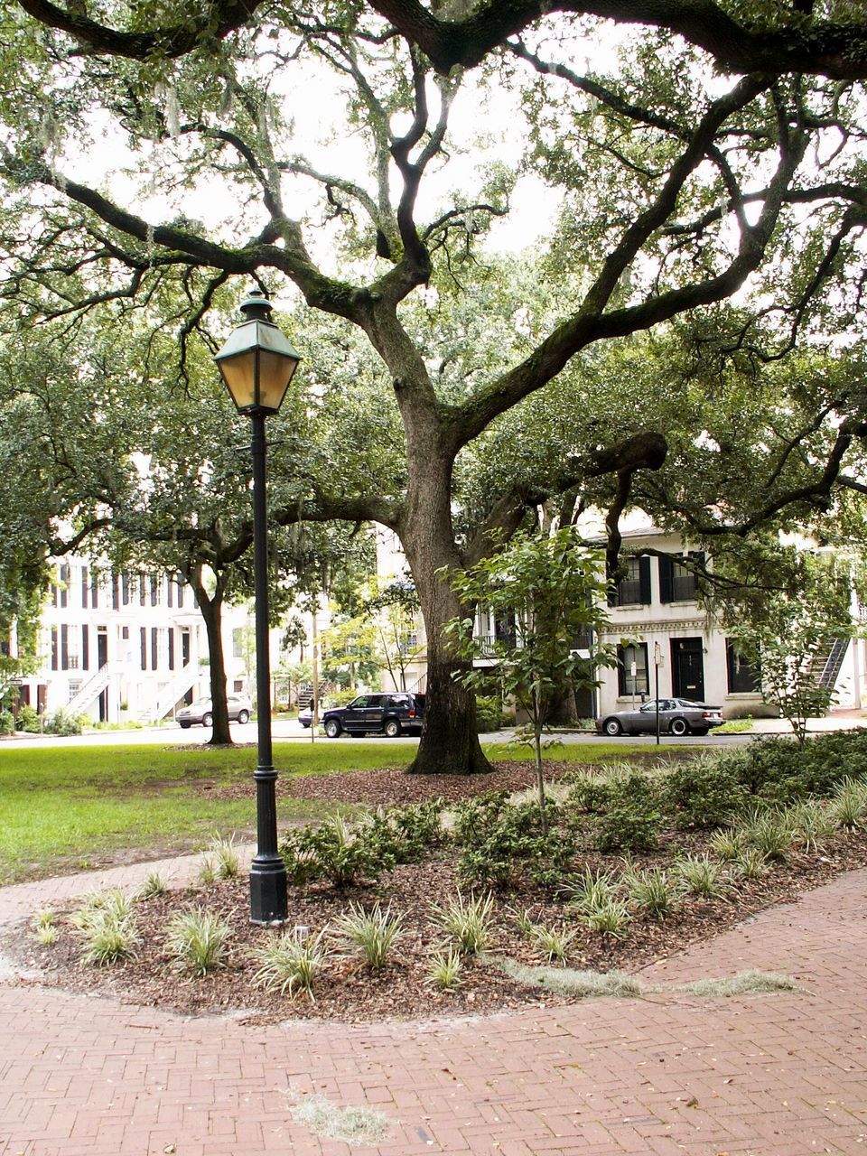 WALKWAY BY TREES