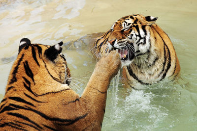 Close-up of tigers playing in water