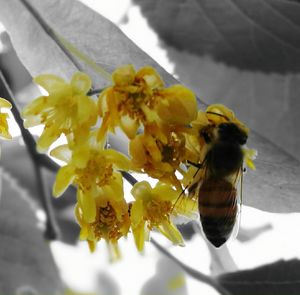 Close-up of bee on yellow flower