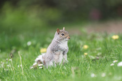 Close-up of squirrel on field