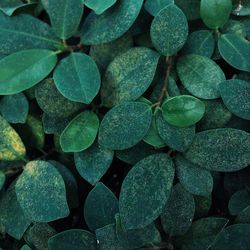 Full frame shot of leaves