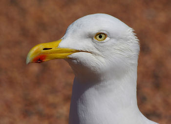 Close-up of eagle