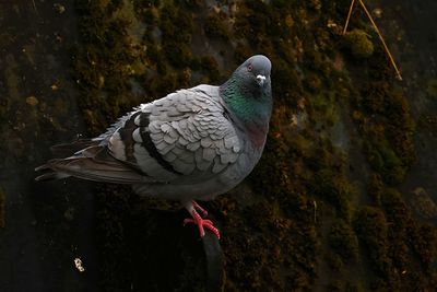 Close-up of bird