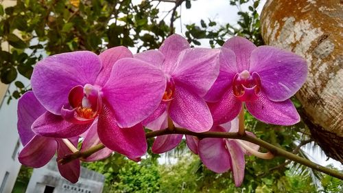 Close-up of pink flowers blooming outdoors