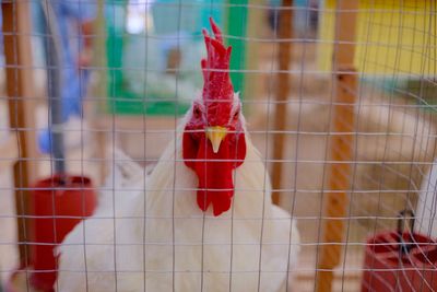 Close-up of rooster in cage