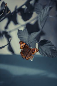 Close-up of butterfly on leaf