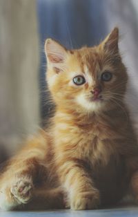 Portrait of kitten