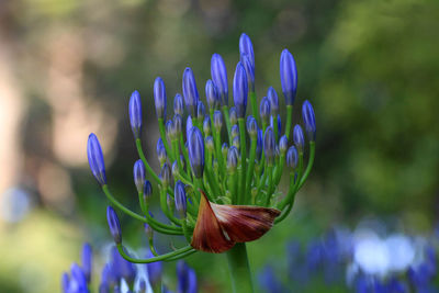 Agapanthus blue