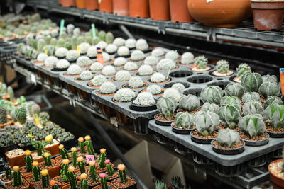 Close-up of cactus plants for sale