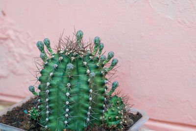 Close-up of cactus growing on potted plant against wall