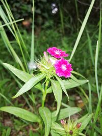 Close-up of pink flower on field