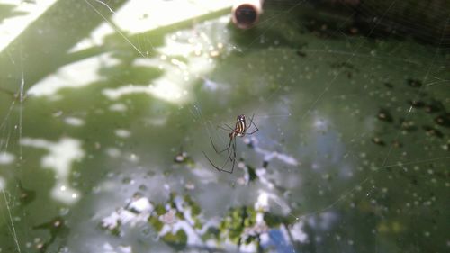 Close-up of insect