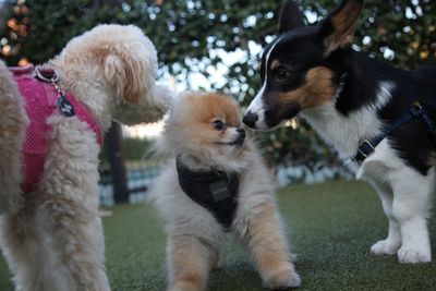 View of three dogs on field