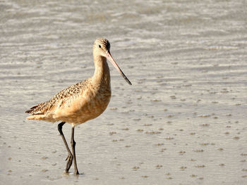 Bird in water