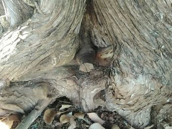 Full frame shot of tree trunk