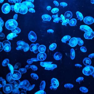 Jellyfish swimming in sea