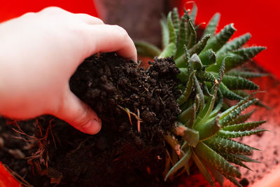 Close-up of hand holding plant