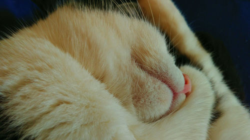 Close-up of cat sleeping