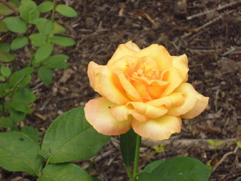 Close-up of yellow flower blooming outdoors