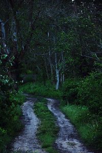 Scenic view of forest