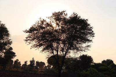 Low angle view of silhouette trees against sky during sunset
