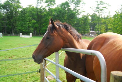 Close-up of horse standing on field