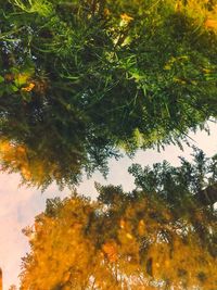 Low angle view of trees against sky