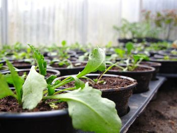 Close-up of potted plant growing in greenhouse