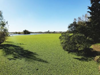 Scenic view of field against clear sky