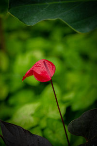 Close-up of red rose flower