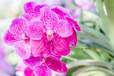 Close-up of pink rose flower