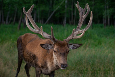 Deer in a field