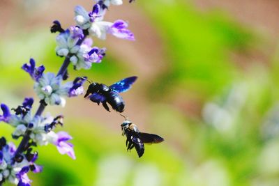 Close-up of purple flowers