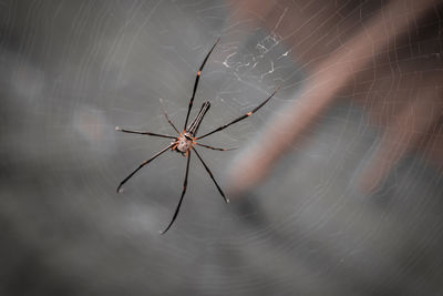 spider web
