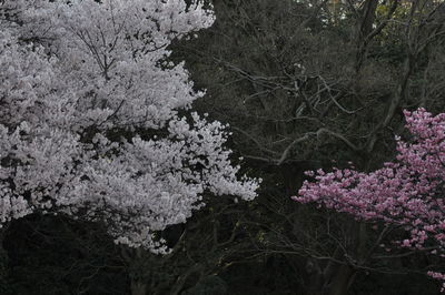 Cherry blossoms in spring