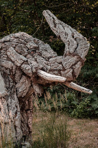 Close-up of tree trunk on field