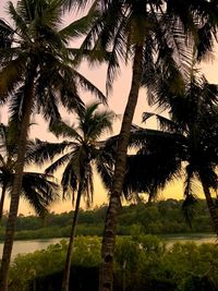 Palm trees against sky
