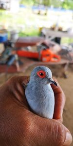 Close-up of hand holding pigeon