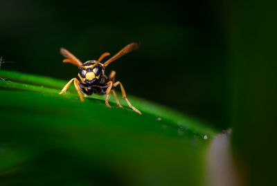 Close-up of spider