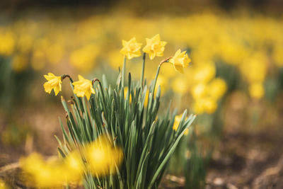 Close-up of yellow flowering plant on field