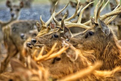 Close-up of deer