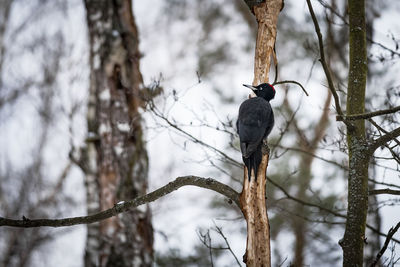 Bird perching on branch during winter