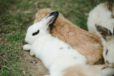 Close-up of rabbit on field