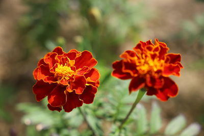 Close-up of red marigold flower